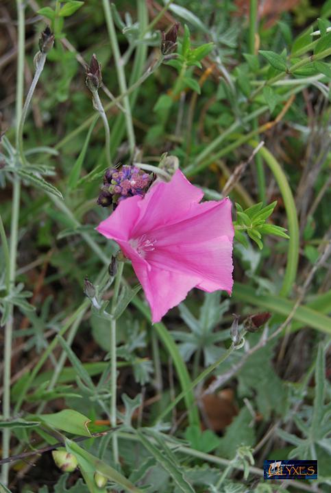 convolvulus elegantissimus.JPG